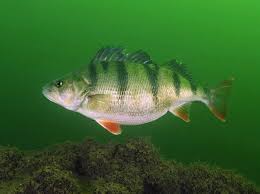 Image result for vissen