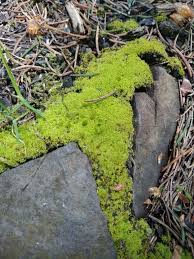 Attēlu rezultāti vaicājumam “Barbula unguiculata macro”
