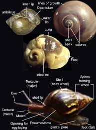 Attēlu rezultāti vaicājumam “Mollusca”