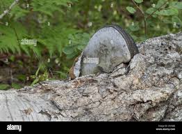 Attēlu rezultāti vaicājumam “Phellinus populicola”