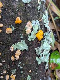 Attēlu rezultāti vaicājumam “Dacrymyces chrysospermus spores”