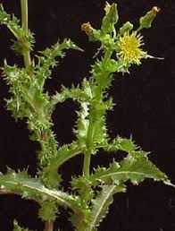 Attēlu rezultāti vaicājumam “Sonchus asper leaf”