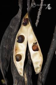 Attēlu rezultāti vaicājumam “Laburnum alpinum fruit”