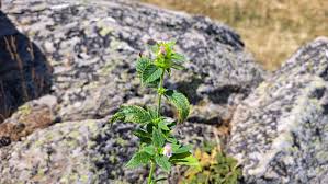 Attēlu rezultāti vaicājumam “Galeopsis bifida”
