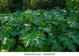 Attēlu rezultāti vaicājumam “Heracleum sosnowskyi leaf”