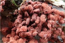 Attēlu rezultāti vaicājumam “Heterotrichia oerstedii (syn. Arcyria oerstedii) sessile”