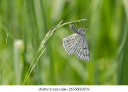 Attēlu rezultāti vaicājumam “Siona lineata”