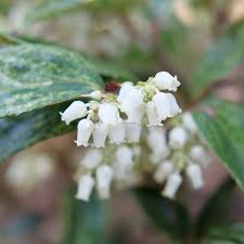 Attēlu rezultāti vaicājumam “Populus x petrowskyana flower”