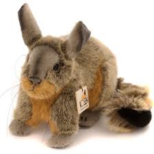 Image result for viscacha