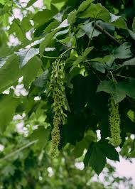 Attēlu rezultāti vaicājumam “Acer pseudoplatanus”