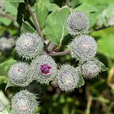 Attēlu rezultāti vaicājumam “Arctium tomentosum flower”