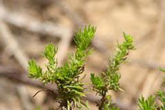 Image result for Artemisia gmelinii