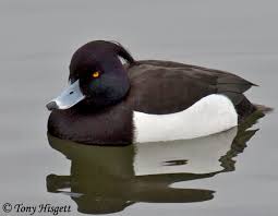 Image result for Aythya fuligula