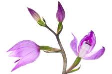 Attēlu rezultāti vaicājumam “Cephalanthera rubra bud”