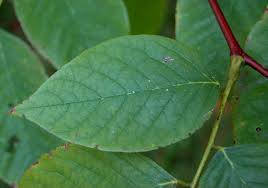 Attēlu rezultāti vaicājumam “Cladrastis kentukea leaf”