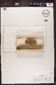 Attēlu rezultāti vaicājumam “Chaenotheca brachypoda”