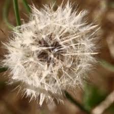 Attēlu rezultāti vaicājumam “Hypochaeris radicata bud”