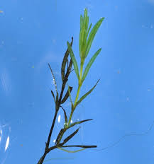 Attēlu rezultāti vaicājumam “Najadaceae”