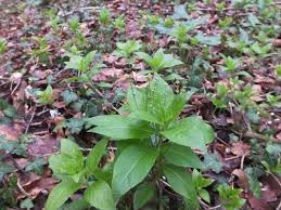 Attēlu rezultāti vaicājumam “Mercurialis perennis bud”