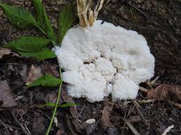 Attēlu rezultāti vaicājumam “Fuligo candida f. persicum spores”