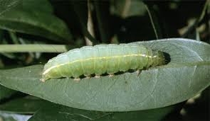 Attēlu rezultāti vaicājumam “Craniophora ligustri larva”