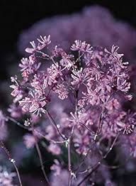 Attēlu rezultāti vaicājumam “Thalictrum aquilegifolium”
