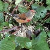 Attēlu rezultāti vaicājumam “Carduelis cannabina adult”