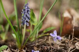Attēlu rezultāti vaicājumam “Muscari neglectum flower”