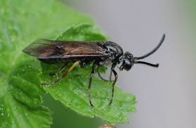 Attēlu rezultāti vaicājumam “Arge ustulata”