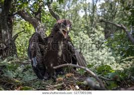 Attēlu rezultāti vaicājumam “Aquila pomarina”