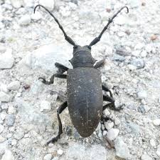 Attēlu rezultāti vaicājumam “Lamia textor”