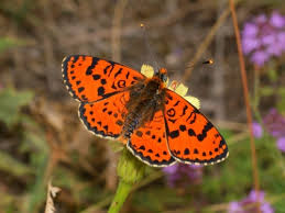 Attēlu rezultāti vaicājumam “Melitaea didyma male”