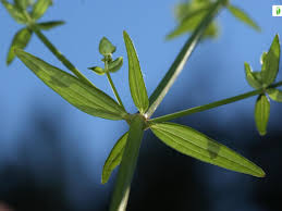 Attēlu rezultāti vaicājumam “Galium boreale leaf”