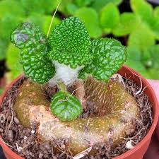 Image result for Sinningia