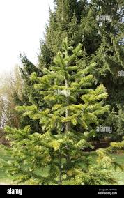 Attēlu rezultāti vaicājumam “Abies sibirica”