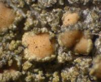 Attēlu rezultāti vaicājumam “Lecanora conizaeoides”