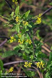 Attēlu rezultāti vaicājumam “Sisymbrium volgense flower”