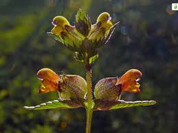 Attēlu rezultāti vaicājumam “Rhinanthus serotinus fruit”