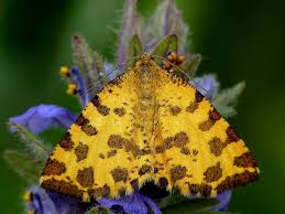 Attēlu rezultāti vaicājumam “Pseudopanthera macularia”