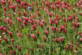 Image result for Trifolium incarnatum