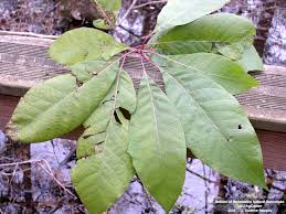 Attēlu rezultāti vaicājumam “Subularia aquatica leaf”