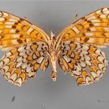 Attēlu rezultāti vaicājumam “Melitaea phoebe upperside”
