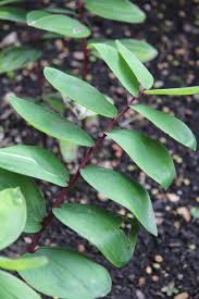 Attēlu rezultāti vaicājumam “Polygonatum odoratum leaf”