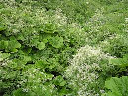 Attēlu rezultāti vaicājumam “Heracleum sosnowskyi leaf”