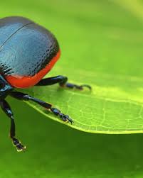 Attēlu rezultāti vaicājumam “Chrysolina sanguinolenta”