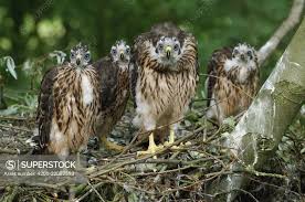 Attēlu rezultāti vaicājumam “Accipiter gentilis nest”