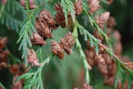 Attēlu rezultāti vaicājumam “Thuja plicata flower”