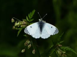 Attēlu rezultāti vaicājumam “Anthocharis cardamines underside”
