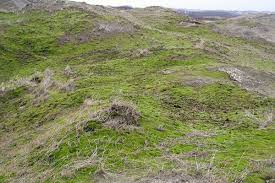 Attēlu rezultāti vaicājumam “Campylopus introflexus”