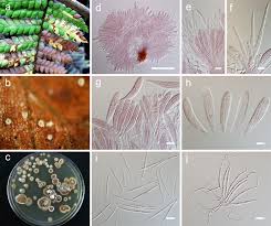 Attēlu rezultāti vaicājumam “Hyphodiscus hymeniophilus”